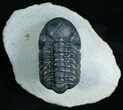 Phacops Trilobite From Morocco - Great Eyes #6118-1